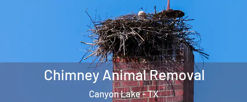  Chimney Animal Removal Canyon Lake - TX