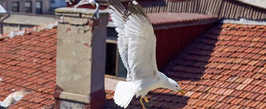 Residential Chimney Animal Removal Solution in Canyon Lake, TX