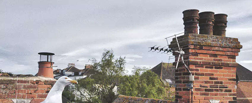 Chimney Cleaning And Restoration in Canyon Lake, Texas